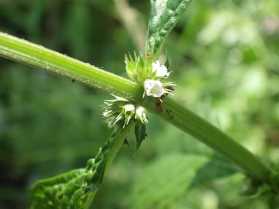 Gypsywort - Lycopus europaeus, click for a larger image