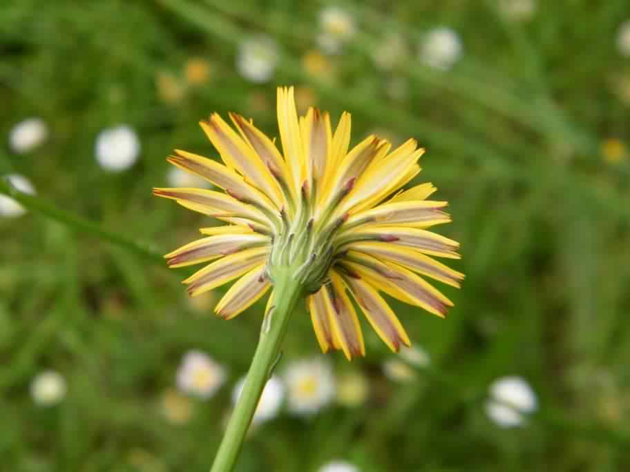 Hairy Cat's Ear - Hypochaeris radicata, click for a larger image