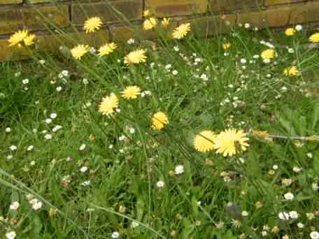 Hairy Cat's Ear - Hypochaeris radicata, click for a larger image