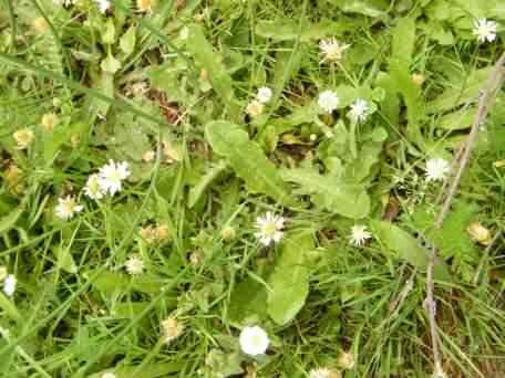 Hairy Cat's Ear - Hypochaeris radicata, click for a larger image