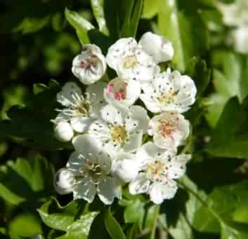 Hawthorn - Crataegus monogyna flowers, click for a larger image