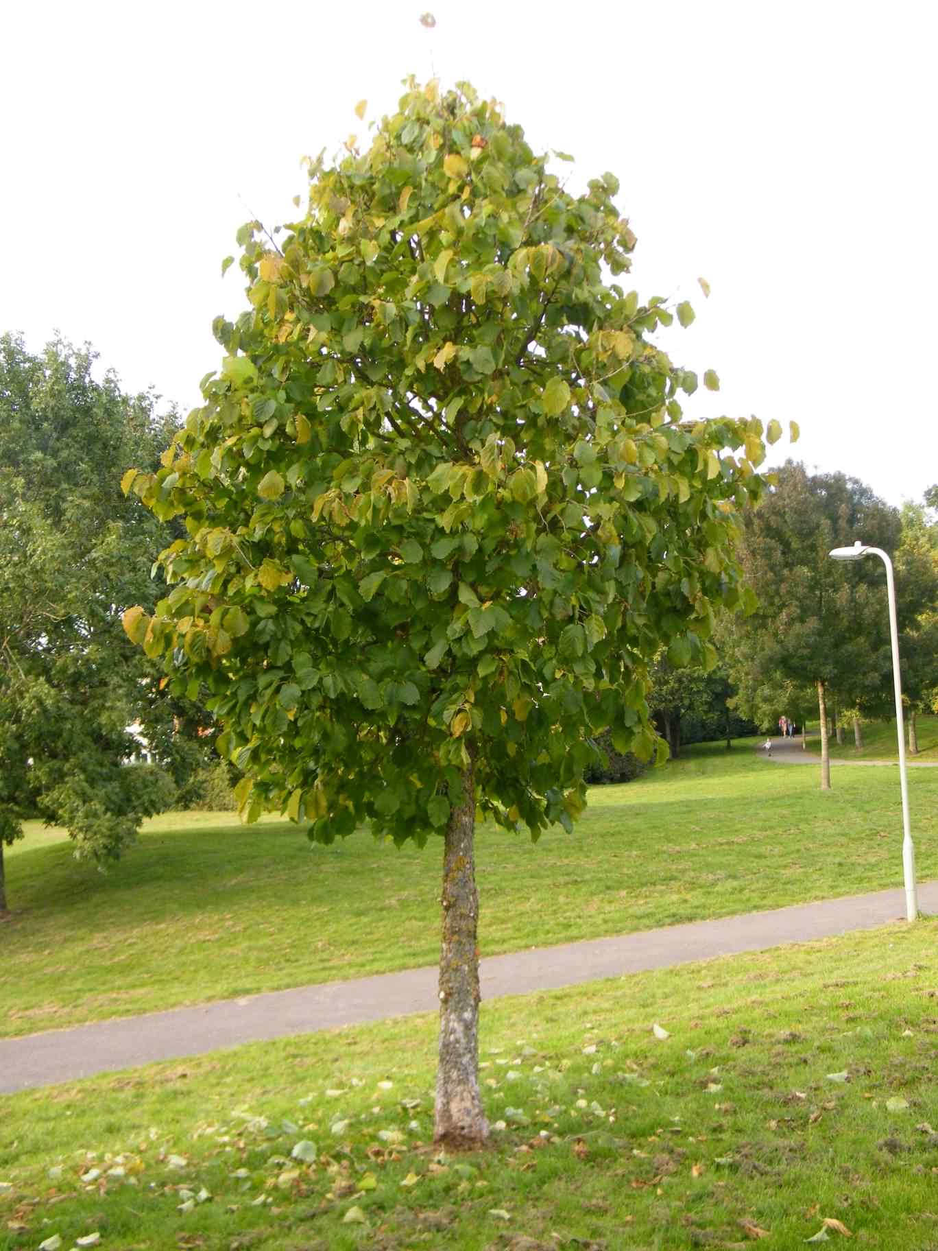 Corylus colurna лещина древовидная