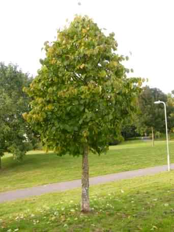 Hazel - Corylus avellana leaves and nuts, click for a larger image