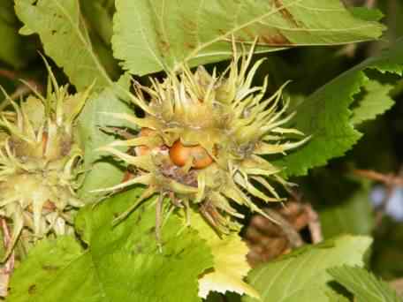 Hazel - Corylus avellana leaves and nuts, click for a larger image