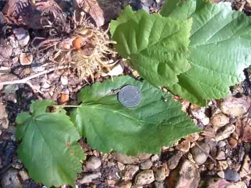 Hazel - Corylus avellana leaves and nuts, click for a larger image