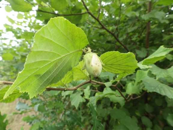 Hazel - Corylus avellana leaves and nuts, click for a larger image