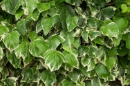 Variegated Ivy - Hedera helix spp. "Caecillia" variegated form, click for a larger image, licensed for reuse NCSA3.0