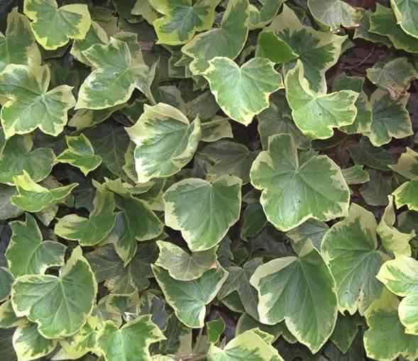 Variegated Ivy - Hedera helix spp. "Caecillia" variegated form, click for a larger image