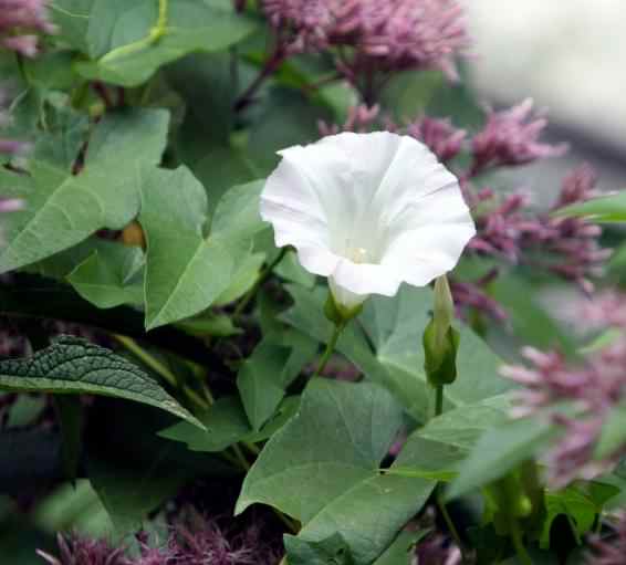 Hedge Bindweed - Calystegia sepium, click for a larger image, image is in the public domain