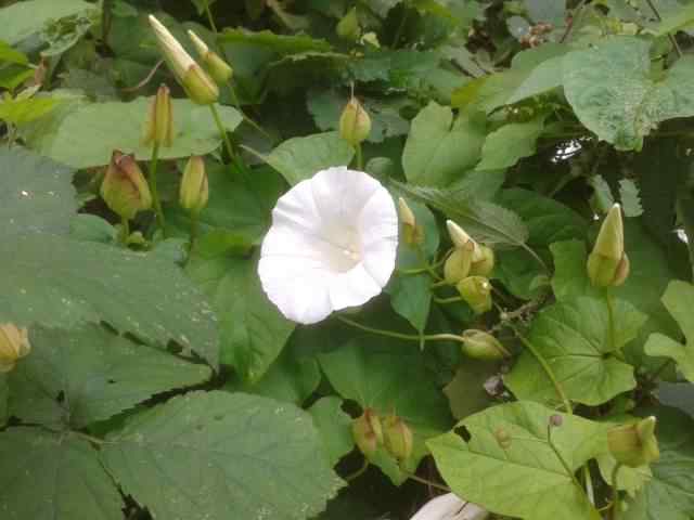 Hedge Bindweed - Calystegia sepium, click for a larger image