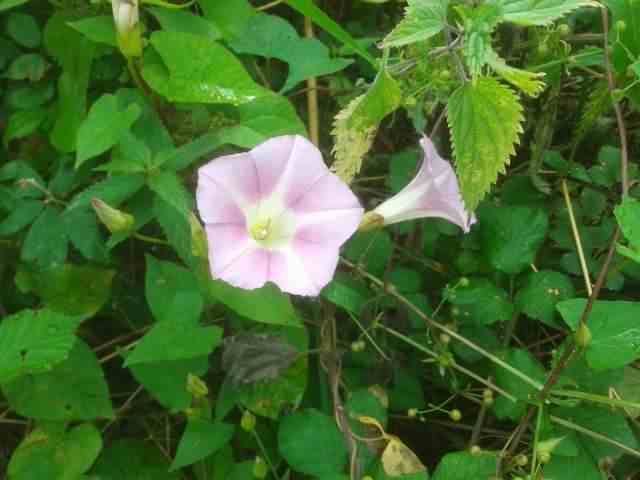 Hedge Bindweed - Calystegia sepium, click for a larger image