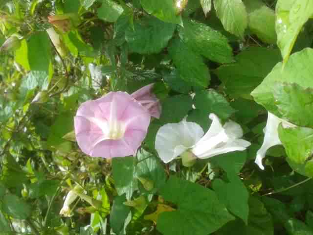 Hedge Bindweed - Calystegia sepium, click for a larger image