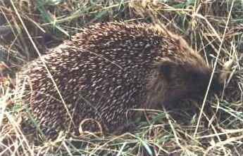 Hedgehog - Erinaceus europaeus