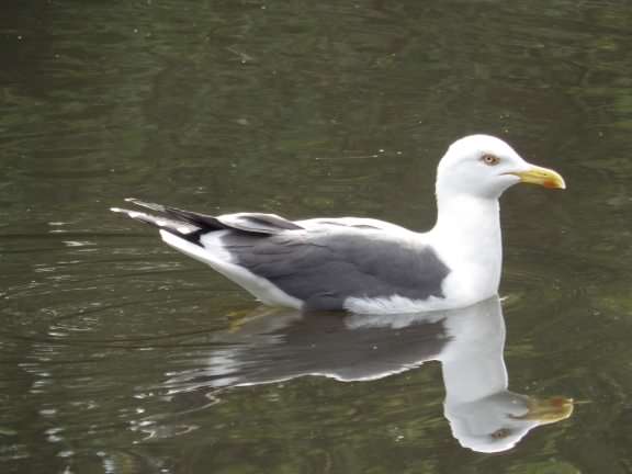 European Herring Gull - Larus argentatus, click for a larger image