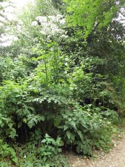 Hogweed - Heracleum sphondylium, click for a larger image