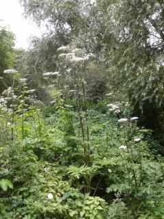 Hogweed - Heracleum sphondylium, click for a larger image
