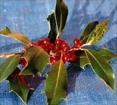 Holly - Ilex aquifolium leaves & berries