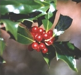 Holly - Ilex aquifolium leaves & berries