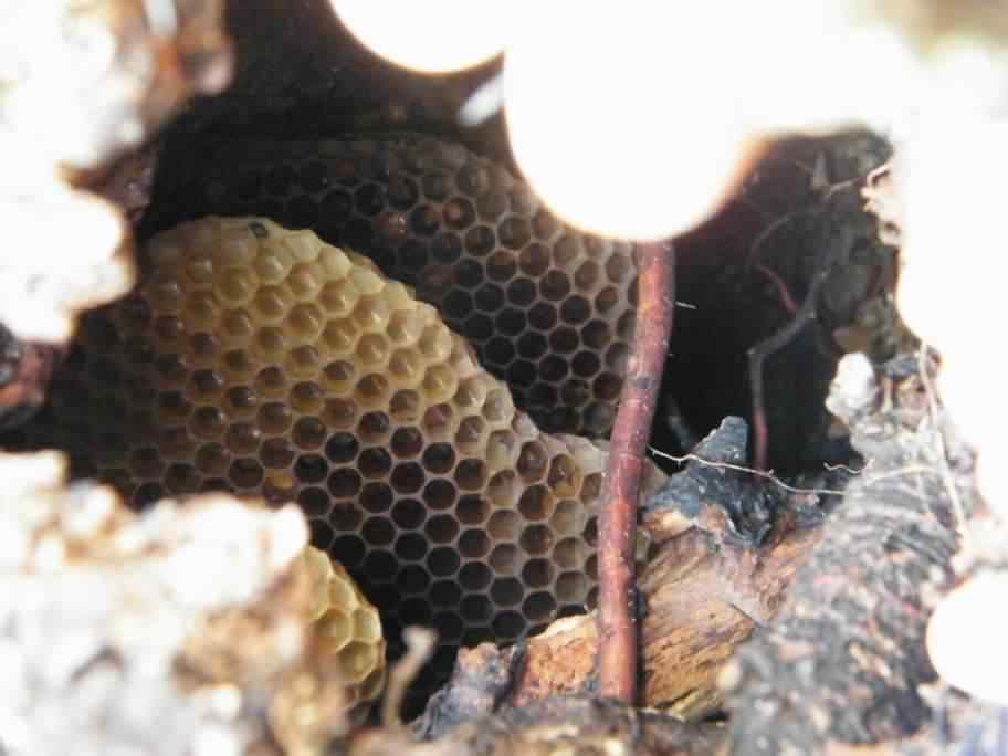 European Honey Bee - Apis mellifera, click for a larger image
