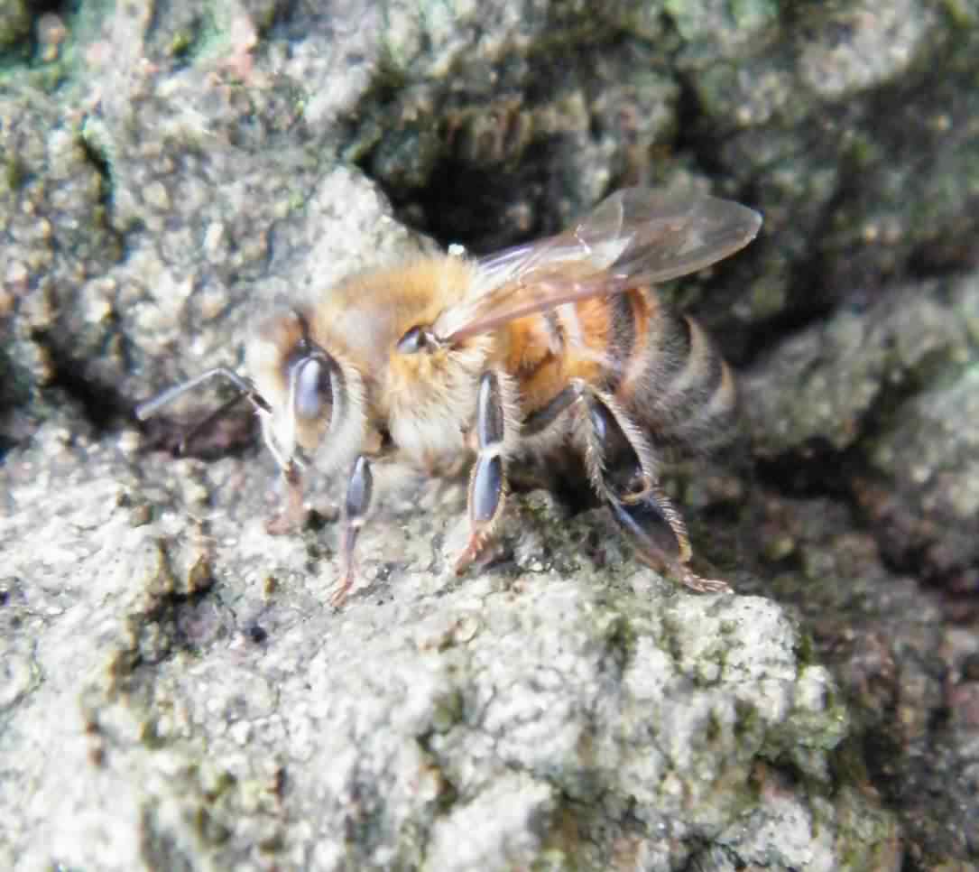 European Honey Bee - Apis mellifera, click for a larger image