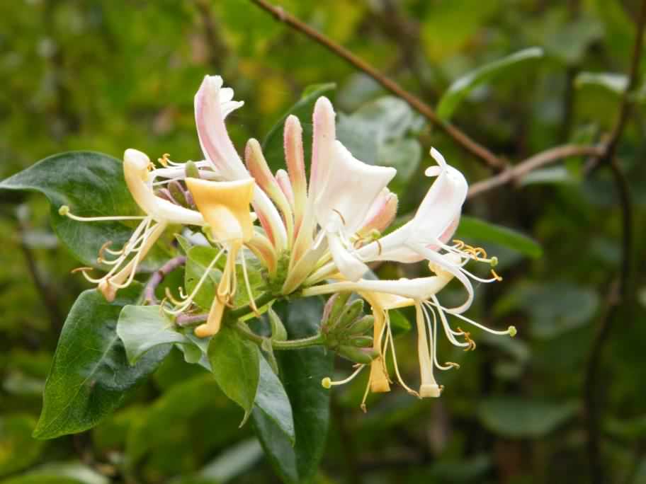 Honeysuckle - Lonicera periclymenum, click for a larger image