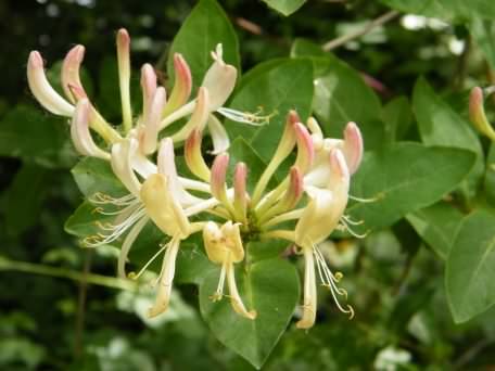 Honeysuckle - Lonicera periclymenum, click for a larger image