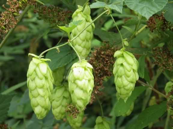 Hop - Humulus lupulus, click for a larger image