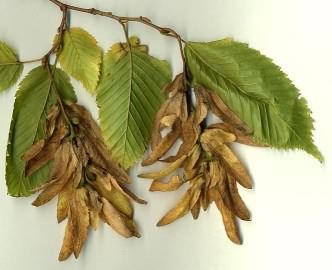 Hornbeam - Carpinus betulus, click for a larger image, photo licensed for reuse CCASA3.0