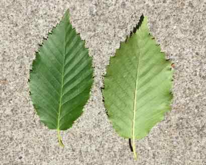 Hornbeam - Carpinus betulus, click for a larger image, licensed for reuse NCSA3.0