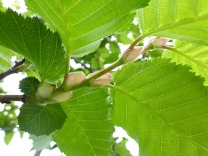 Hornbeam - Carpinus betulus, species information page, licensed for reuse NCSA3.0