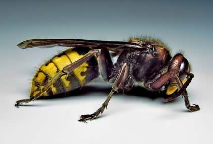 Hornet - Vespa crabro, species information page, photo licensed for reuse CCASA3.0