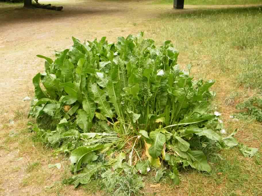 Horseradish - Armoracia rusticana, click for a larger image