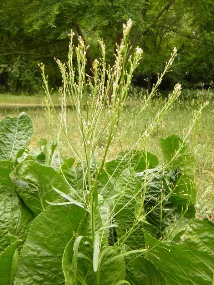 Horseradish - Armoracia rusticana, click for a larger image