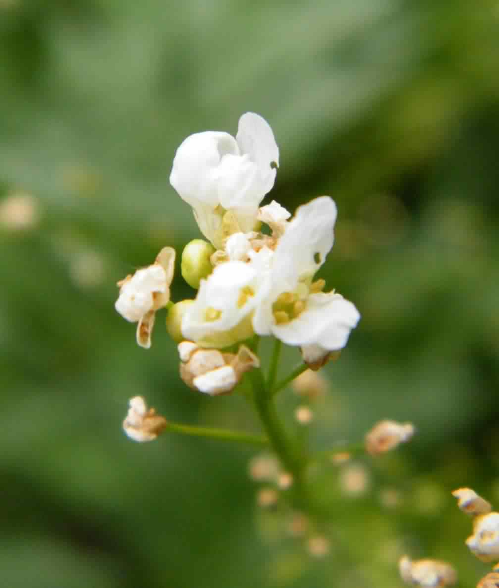 Horseradish - Armoracia rusticana, click for a larger image