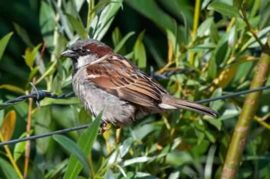 House Sparrow - Passer domesticus, click for a larger image, ©2020 Colin Varndell, used with permission, species information page