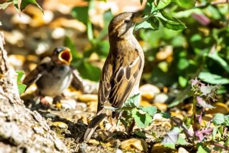 House Sparrow - Passer domesticus, click for a larger image, ©2020 Colin Varndell, used with permission