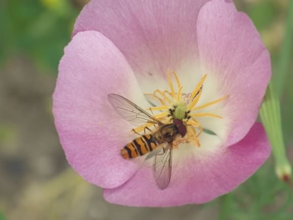 Marmalade Hoverfly - Episyrphus balteatus species information page