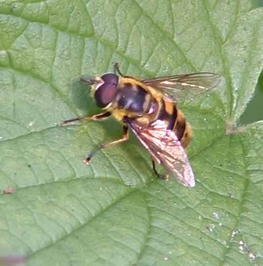 Hoverfly - Myathropa florea, species information page
