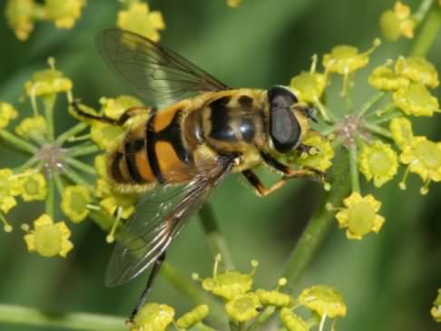 Hoverfly - Myathropa florea, click for a larger image, photo licensed for reuse CCASA3.0