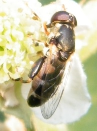 Hoverfly - Syritta pipiens, click for a larger image