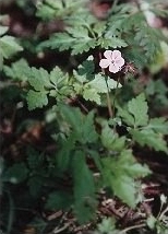 Herb Robert - Geranium robertianum