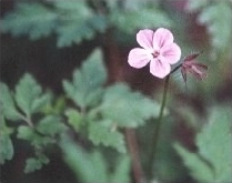 Herb Robert - Geranium robertianum species information page