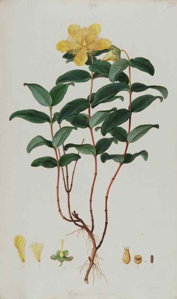 Great St. Johns Wort- Hypericum calycinum, click for a larger image, image is in the public domain