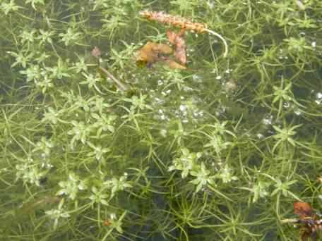 Intermediate Water-starwort - Callitriche hamulata, click for a larger image