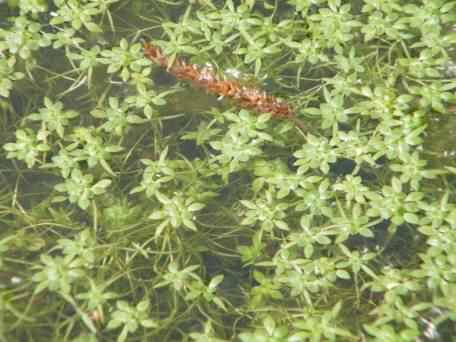Intermediate Water–starwort - Callitriche hamulata, species information page