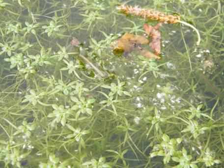 Intermediate Water-starwort - Callitriche hamulata, click for a larger image