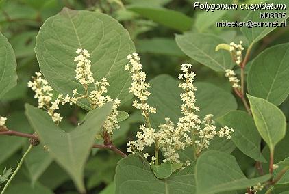 Japanese Knotweed - Reynoutria japonica, click for a larger image