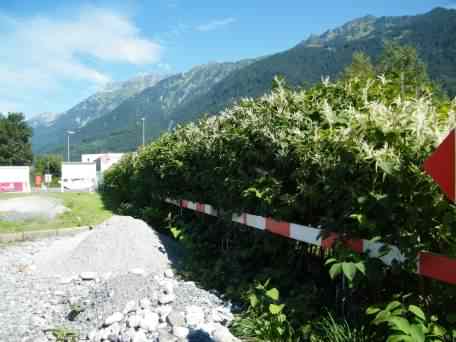 Japanese Knotweed hedging in Switzerland, click for a larger image