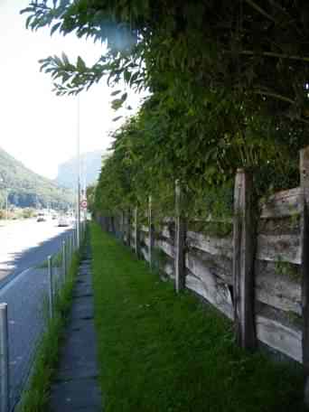 Japanese Knotweed hedging in Switzerland, click for a larger image