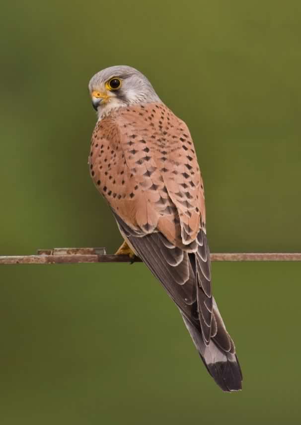 Kestrel - Falco tinnunculus, click for a larger image, photo licensed for reuse CCASA2.5